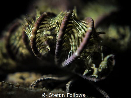 "Deep into that darkness peering, long I stood there, won... by Stefan Follows 