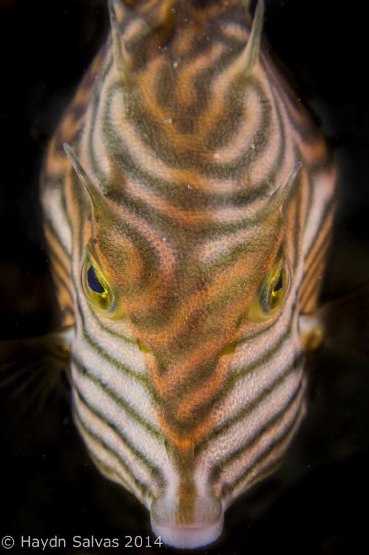 Cow fish on a night dive out of Portsea, Melbourne. by Haydn Salvas 