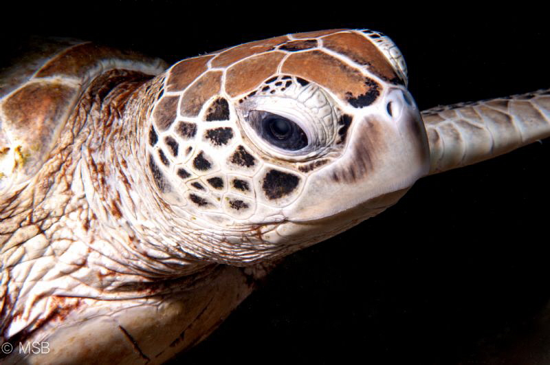 An Hawksbill Turtle in Sipadan.  Nikon D300S and  Nikkor ... by Mehmet Salih Bilal 