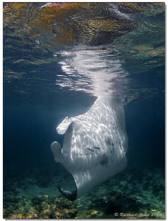 - no space to turn -
Manta Ray, Bodu Hithi (Maldives) by Reinhard Arndt 