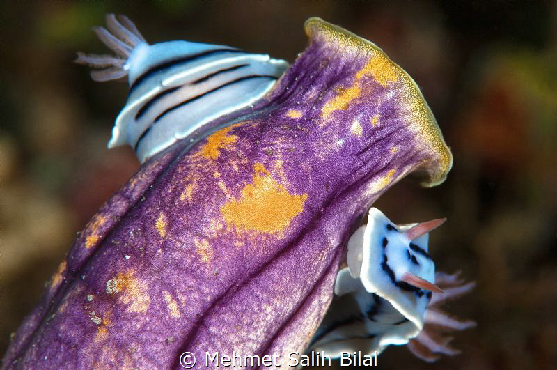 Double Ch. Willani on Polycarpa Aurata. by Mehmet Salih Bilal 