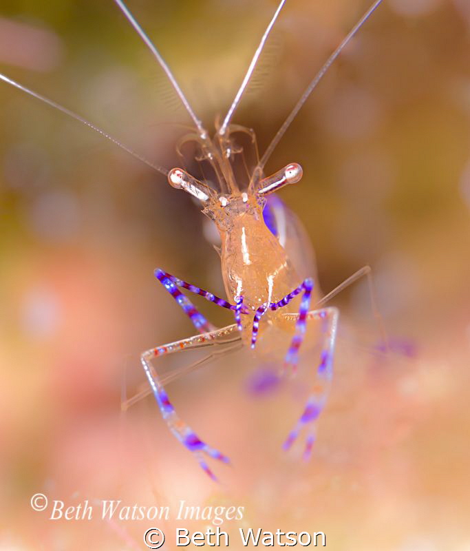 Pederson Cleaner Shrimp by Beth Watson 