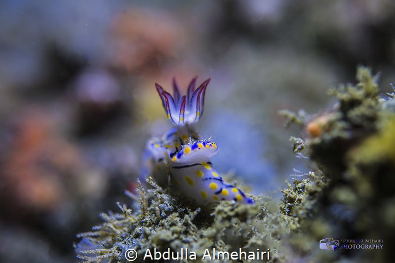 Macro by Abdulla Almehairi 