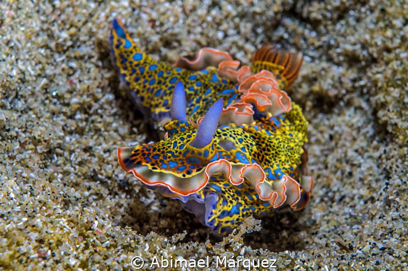 Nudi by Abimael Márquez 