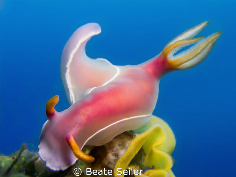 Bulocki by Beate Seiler 