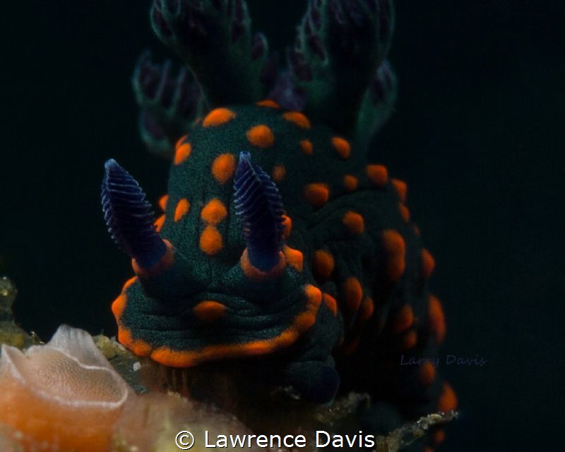 Beautiful Nudi by Lawrence Davis 