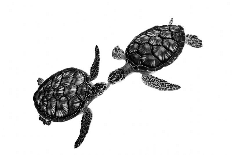 Turtles in water (in a turtle sanctuary) but camera out o... by Paul Colley 