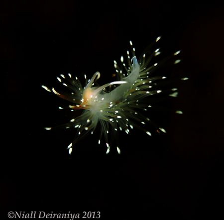 Taken In loch Creran Oban Scotland. Small Free swimming N... by Niall Deiraniya 