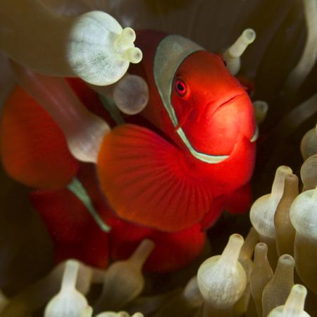 'Red anemonefish' from PNG. Taken with Olympus E-20 in Ti... by Istvan Juhasz 