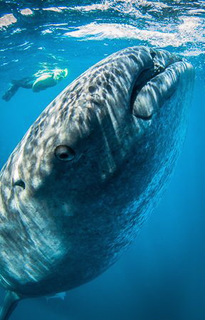 Whaleshark eye contact. No strobes allowed so close focus... by Steven Miller 