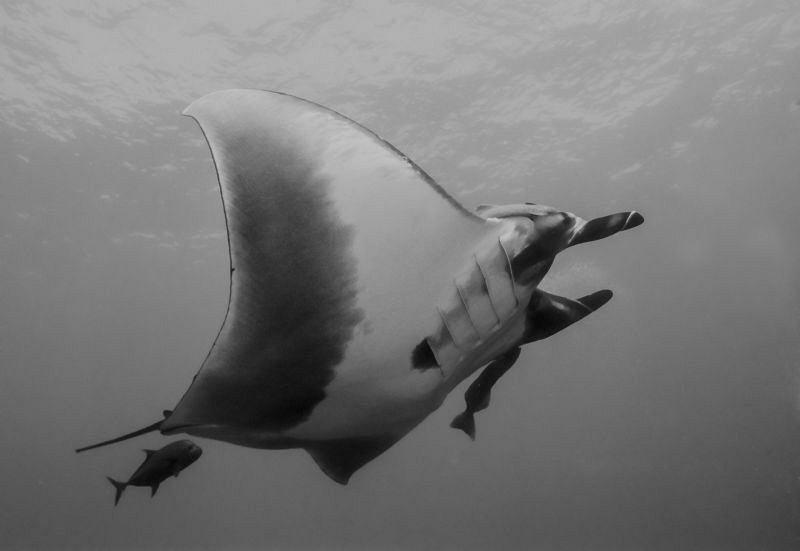 Manta Ray with Jack, Islas  Revillagigedo Mexico by Alejandro Topete 