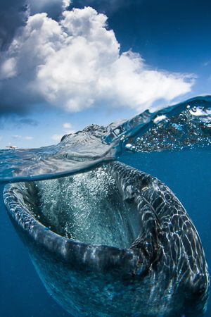 Whaleshark Over/Under by Steven Miller 