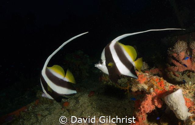 A beautiful pair of Longfin Bannerfish - Heniochus acumin... by David Gilchrist 
