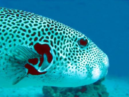 portrait of a puffer by Gordana Zdjelar 
