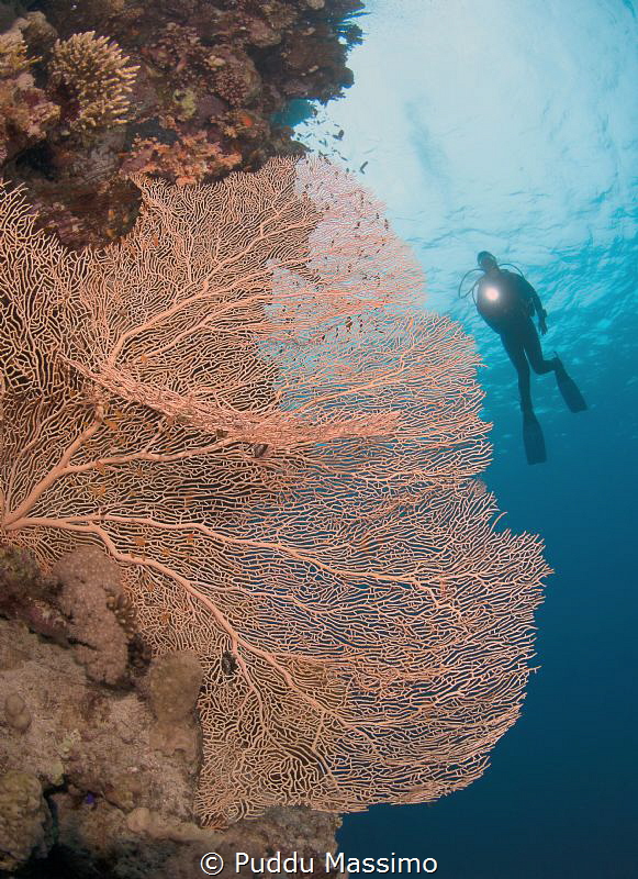sharm,niko D2X 10,5 mm by Puddu Massimo 