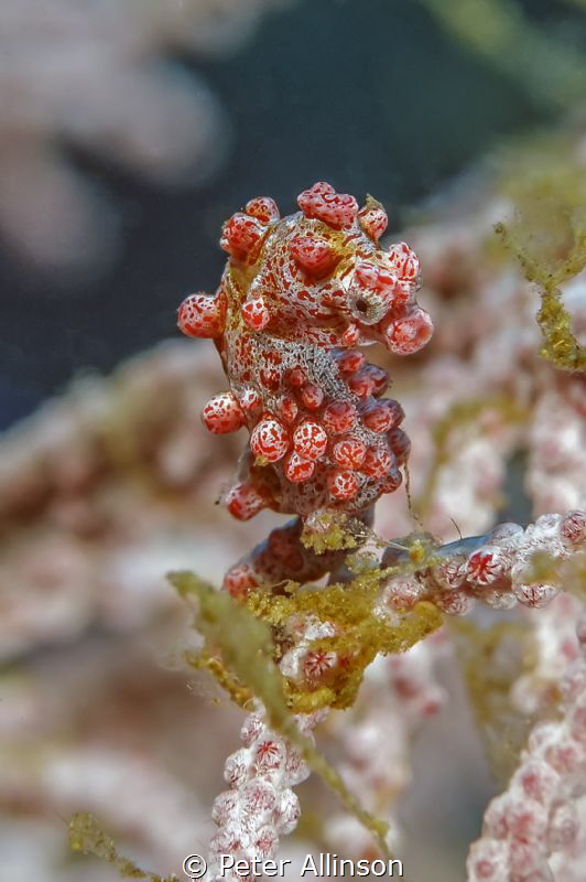 pygmy seahorse by Peter Allinson 