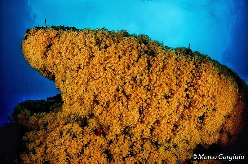 Daisy wall by Marco Gargiulo 