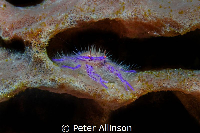 Hairy Squat lobster Komodo by Peter Allinson 
