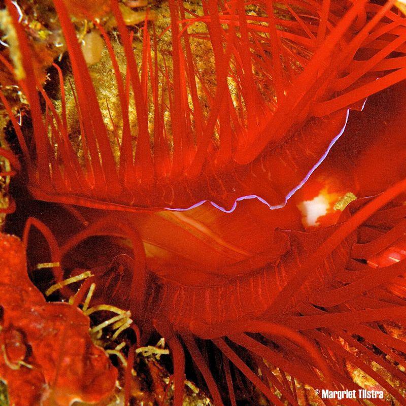 Lightning without thunder
Nikon D80, Ikelite housing + t... by Margriet Tilstra 