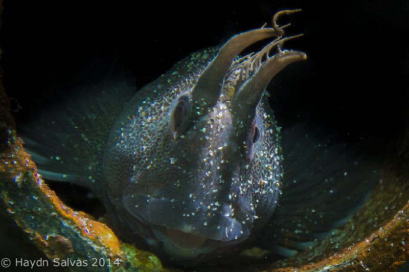 Cute little guy under Rye Pier, does it look like he's po... by Haydn Salvas 