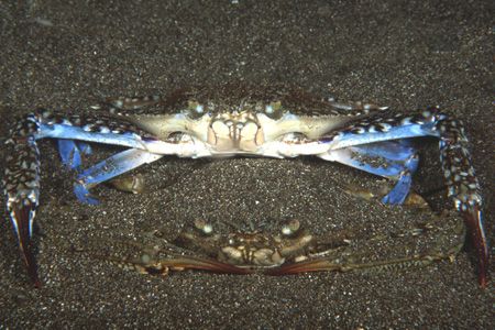 Mating crabs. Manado, Indonesia. Nikon F90X, 60mm by Pablo Pianta 