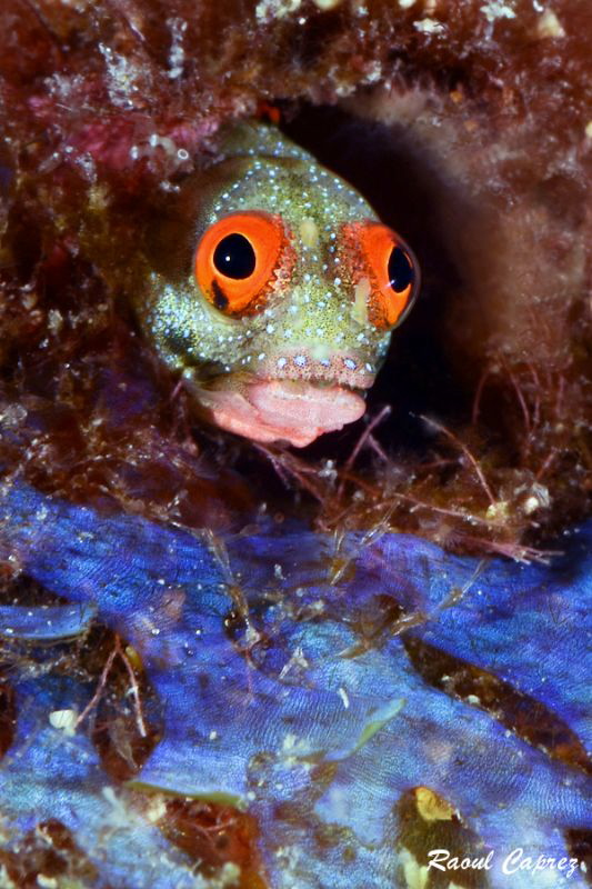 Red look on a blue carpet by Raoul Caprez 