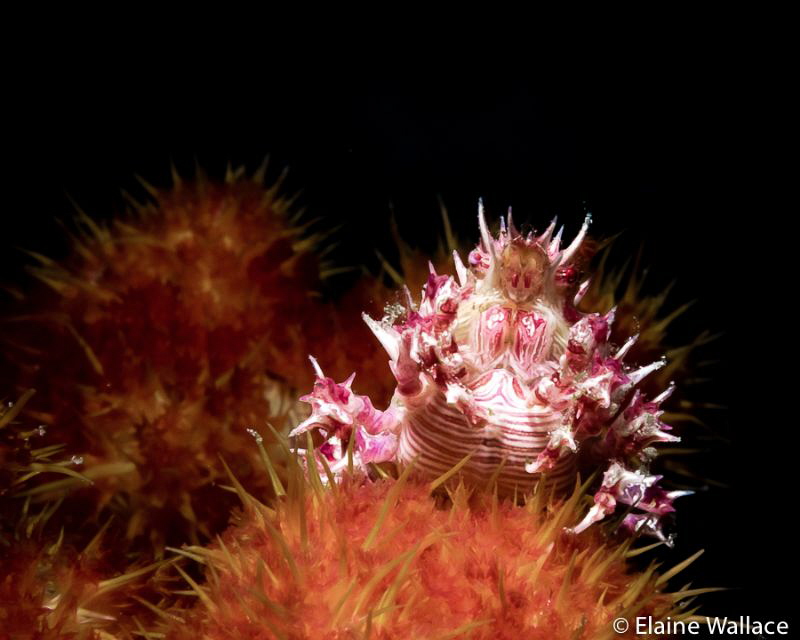 Soft coral crab by Elaine Wallace 
