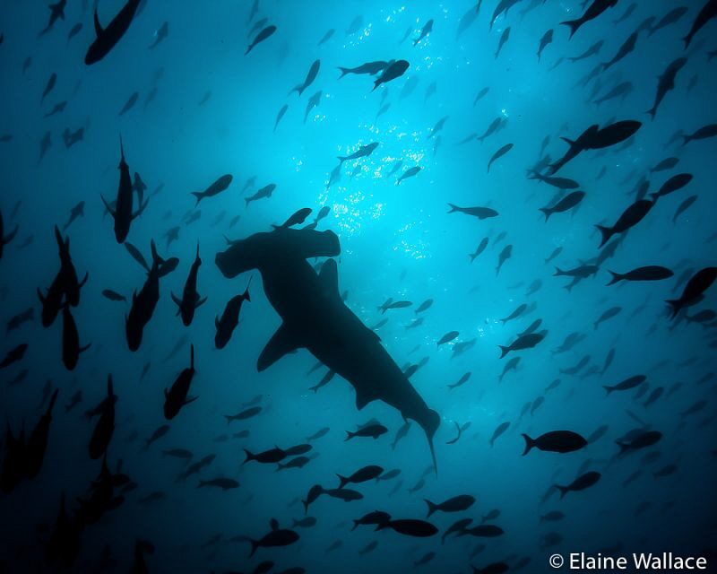 Darwin - hammerhead silhouette by Elaine Wallace 