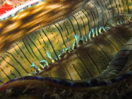 a giant clam, goes to sleep... night dive in the perhenti... by Reeza Mohd Rosli 