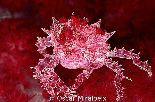 softcoral crab by Oscar Miralpeix 