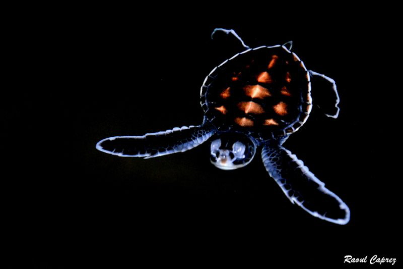 Turtle shape by Raoul Caprez 