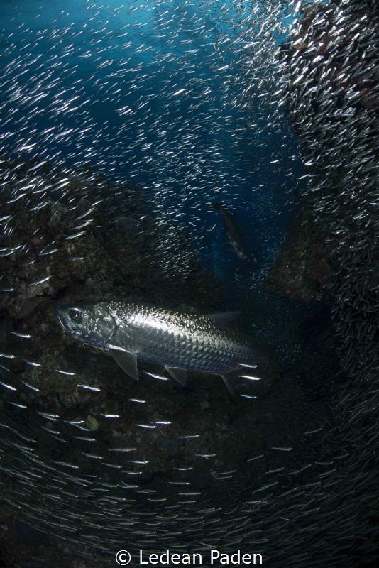 Grand Cayman and Silversides
D800 Nikon Aquatica housing... by Ledean Paden 