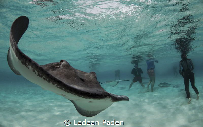 Sting Rays Everywhere! Grand Cayman sand Bar  D800 Nikon,... by Ledean Paden 