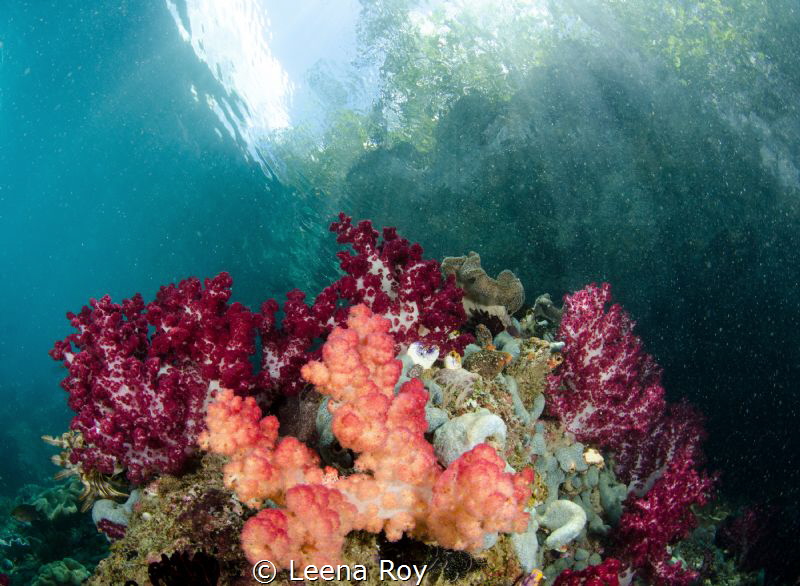 Raja Ampat by Leena Roy 