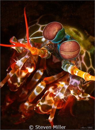 Mantis shrimp by Steven Miller 