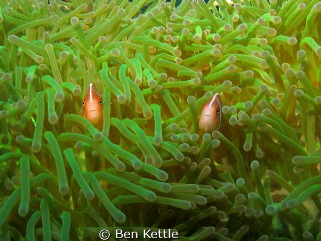Clownfish peeking out of anemone. by Ben Kettle 
