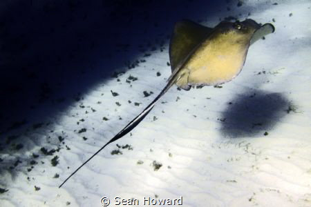 Ray gliding in a boats shadow by Sean Howard 