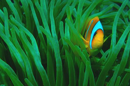 Sharm El Sheikh Red Sea by Tunc Yavuzdogan 