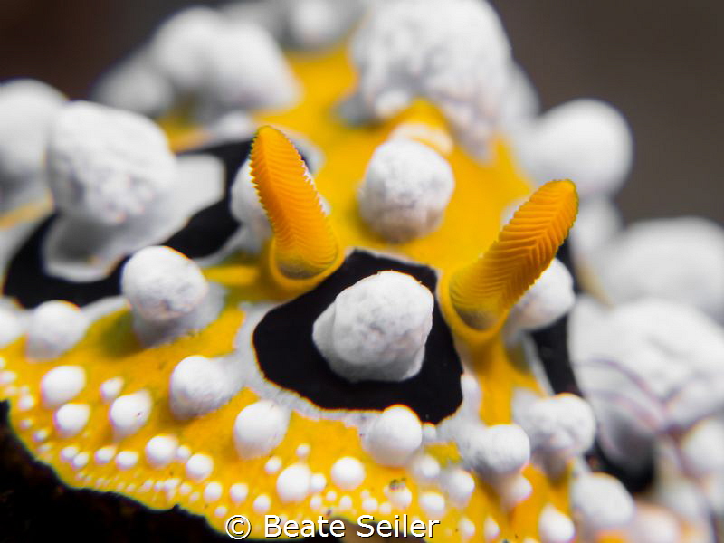Nudi by Beate Seiler 