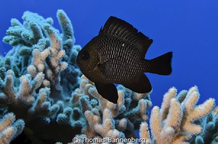 threespot dascyllus (Dascyllus trimaculatus)
NIKON D7000... by Thomas Bannenberg 