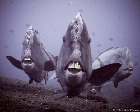 Tulamben USAT Liberty, sunrise dive. I try different shot... by Albert Sáiz Tezanos 