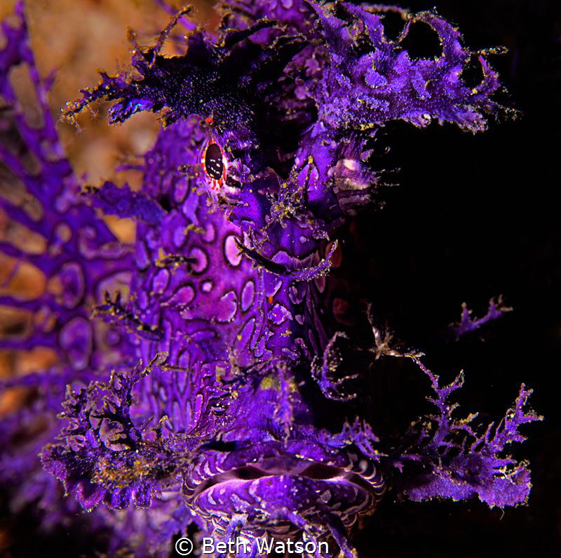 Rhinopia...Komodo, Indonesia by Beth Watson 