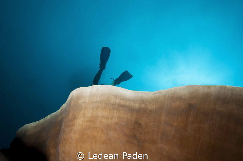 Help!!!! by Ledean Paden 