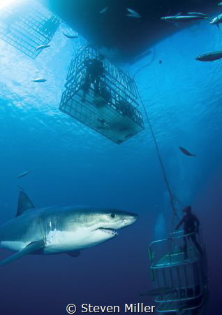Guadalupe Great white layered in to a cage shot from the ... by Steven Miller 