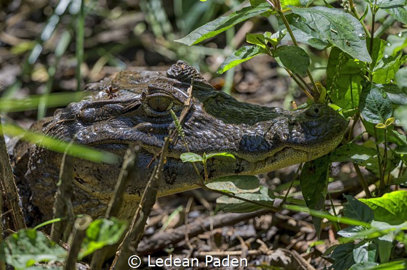Hunting for Turtles and their eggs
Tortuguero National P... by Ledean Paden 
