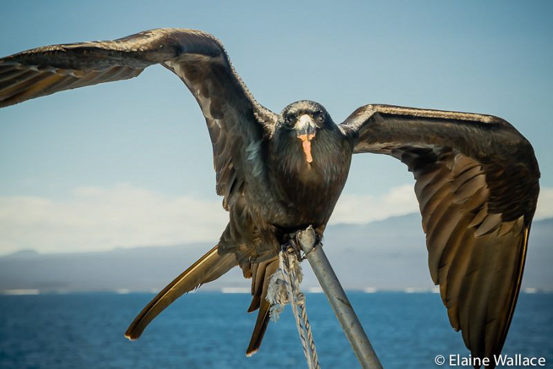 Galapagos frigate hitching a ride, but not too steady in ... by Elaine Wallace 
