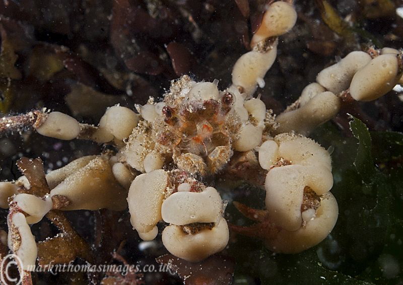 Sponge spider crab.
Aughrus, Connemara. by Mark Thomas 