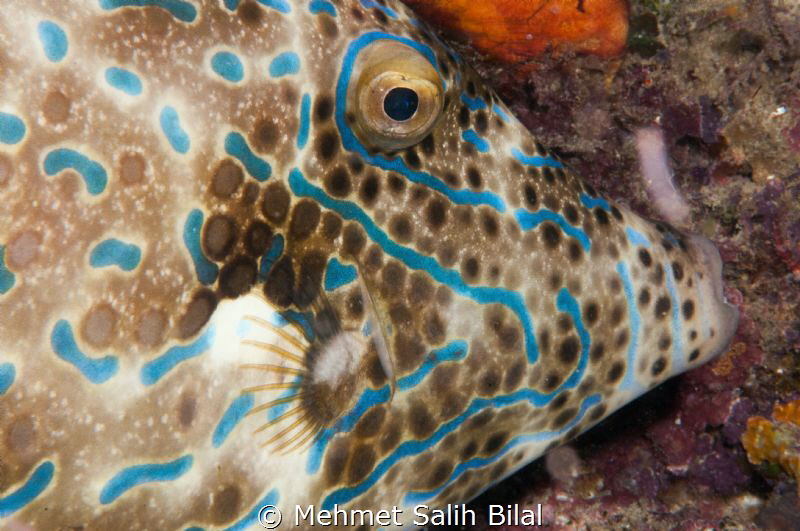 Right cheek. by Mehmet Salih Bilal 