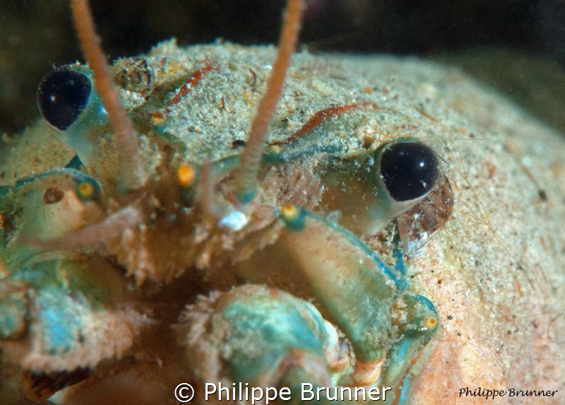 Crayfish in the Geneva Lake by Philippe Brunner 