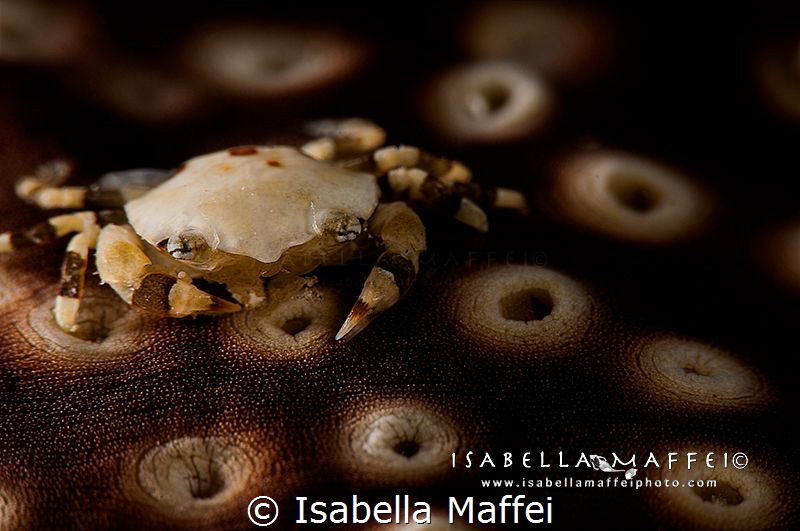 "THE GUEST" by Isabella Maffei 